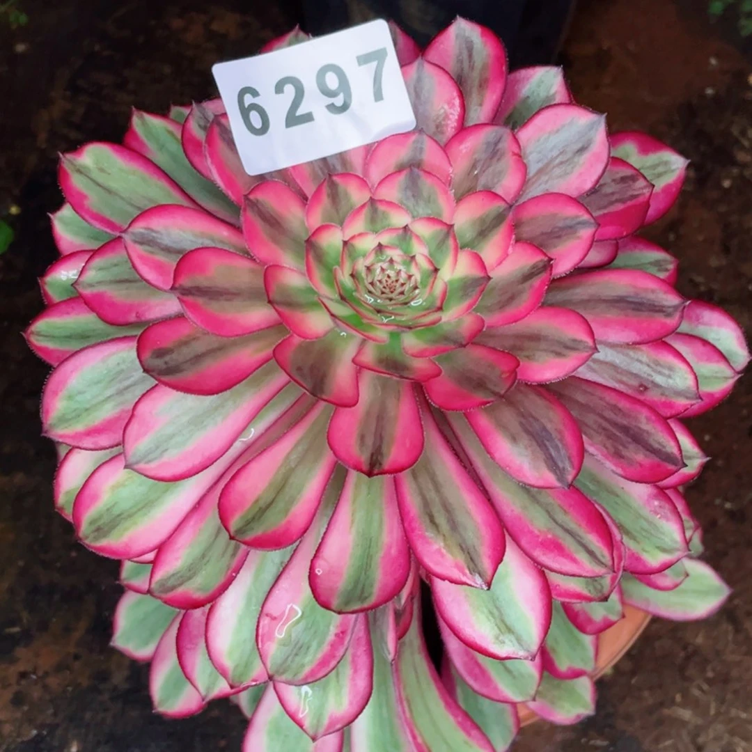 白月光多肉发货发货