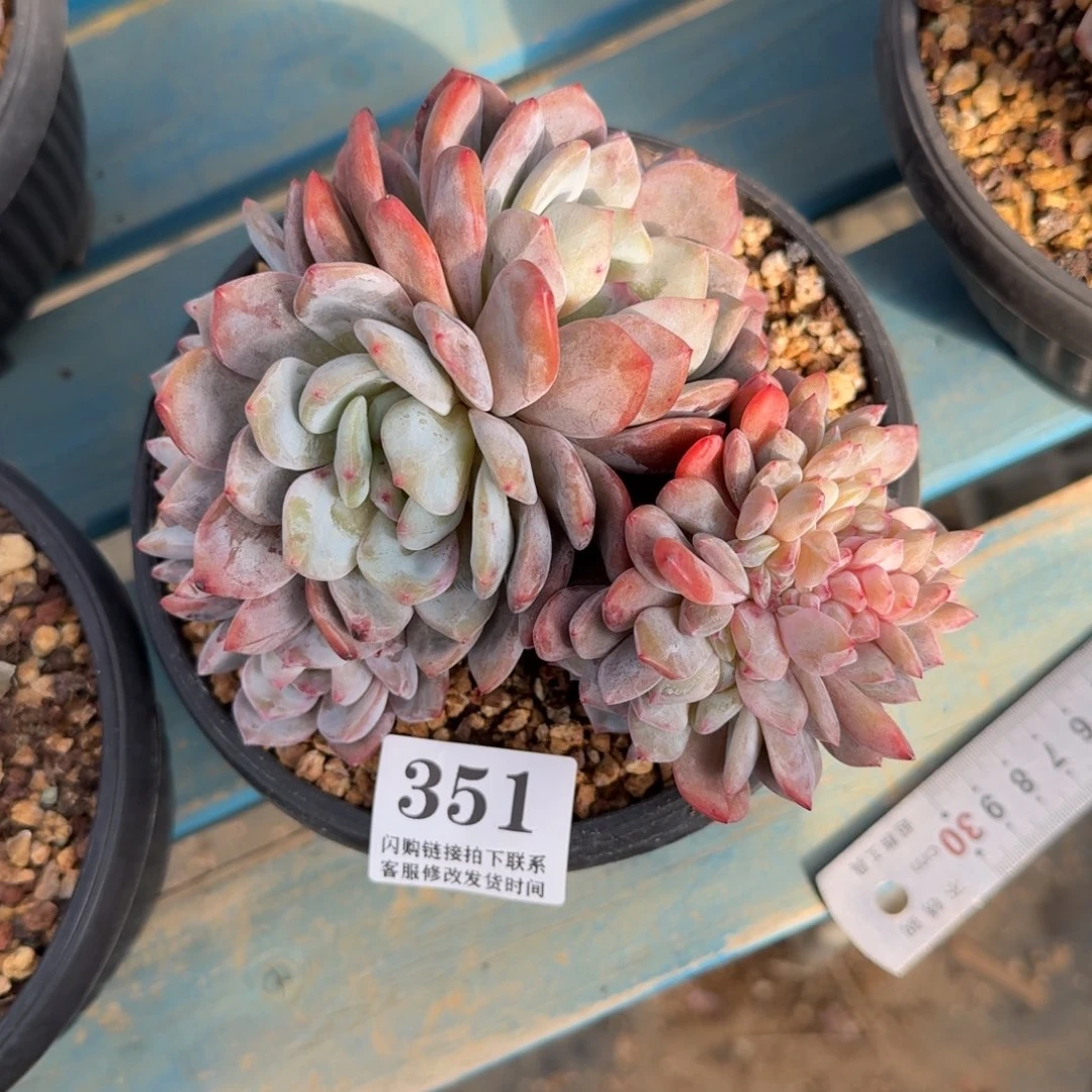 351星影群带缀15cm左右无砍