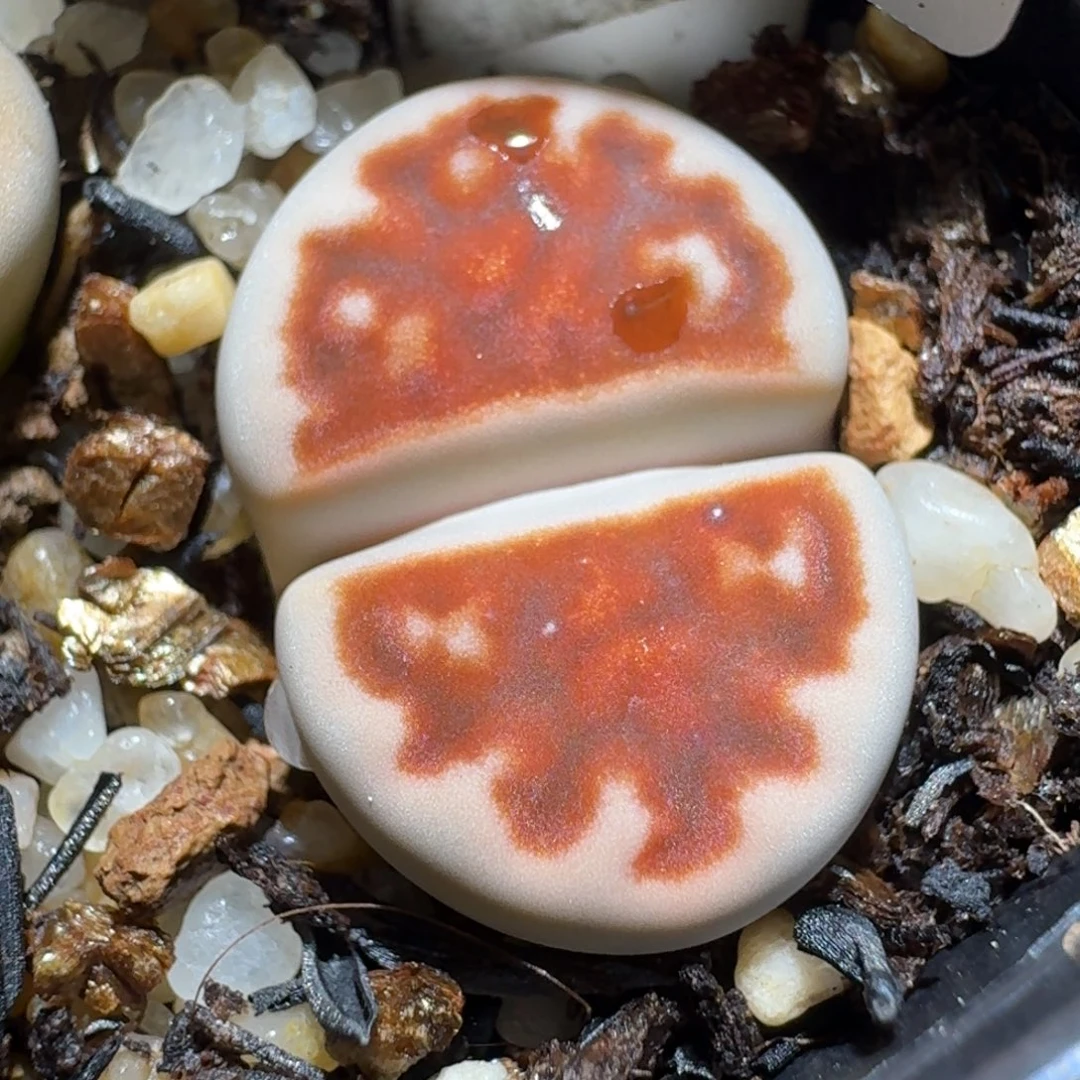 小黄车里捡漏去年1354