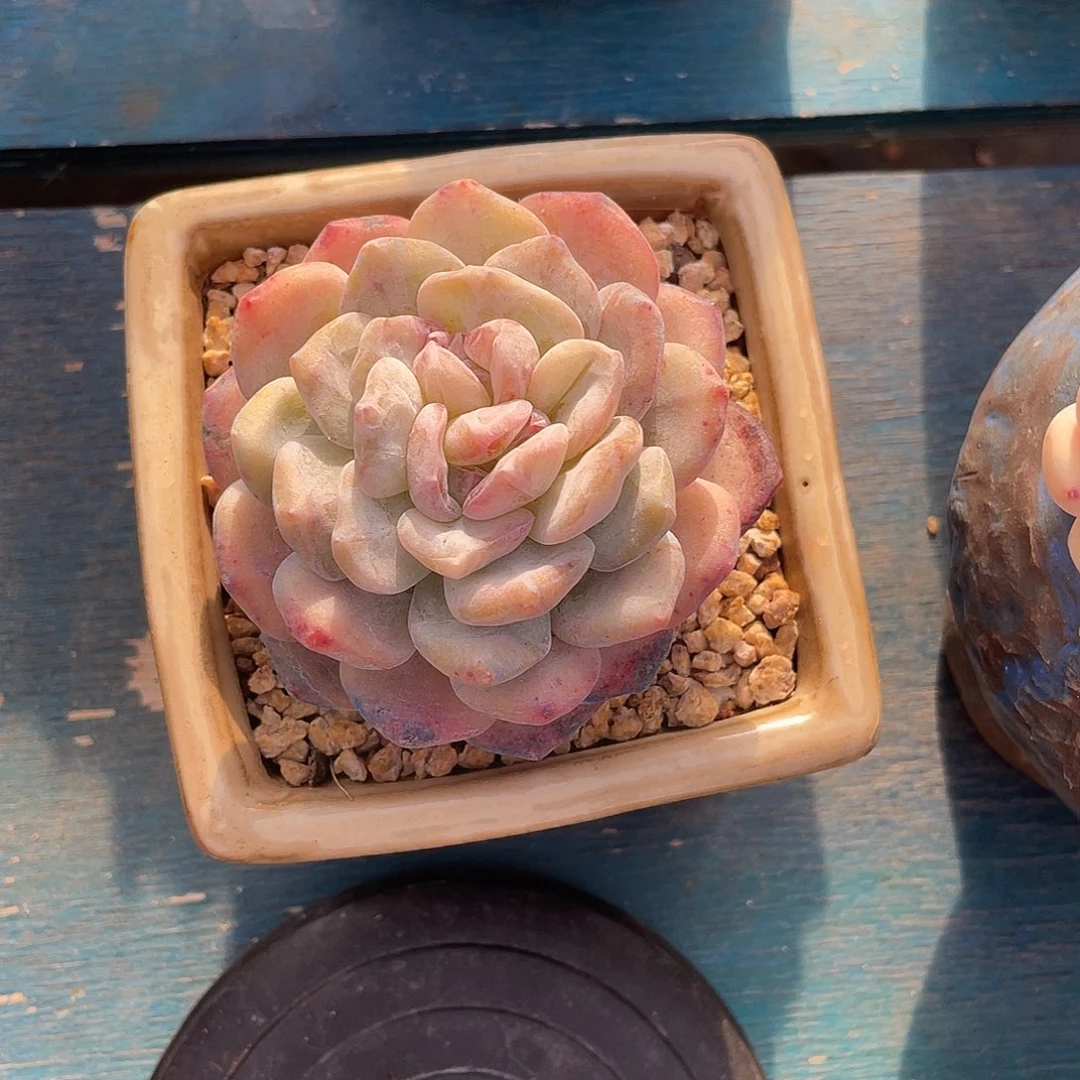 石化星影单头多肉植物