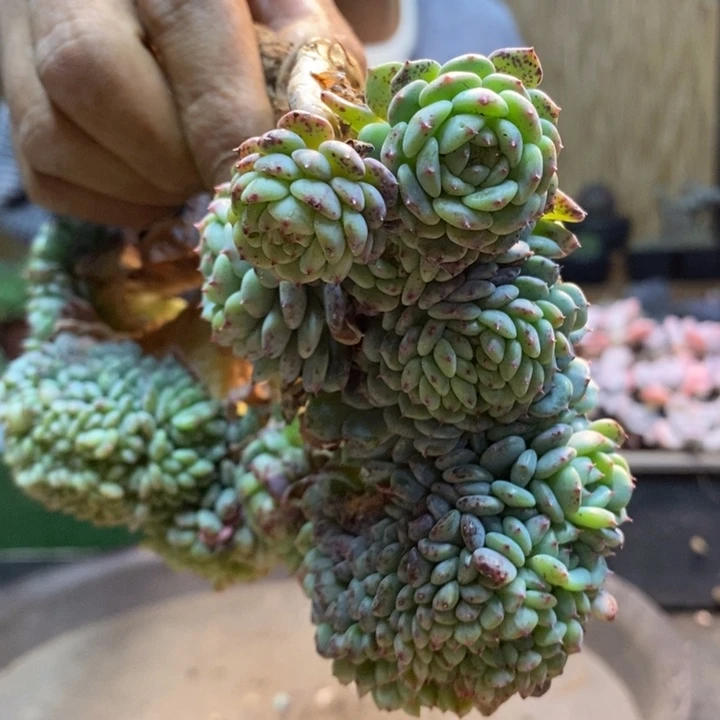 新***）224 号白胖子多肉植物