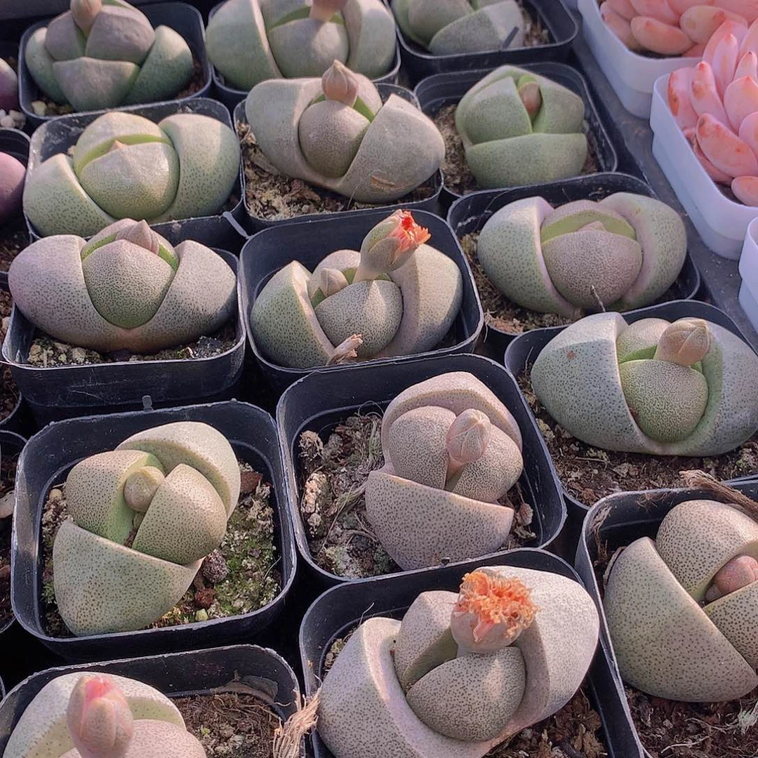 绿元宝22445567788990000