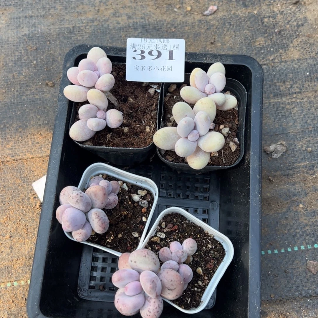 O***。391号四颗奶酪量拍多肉满20元包邮