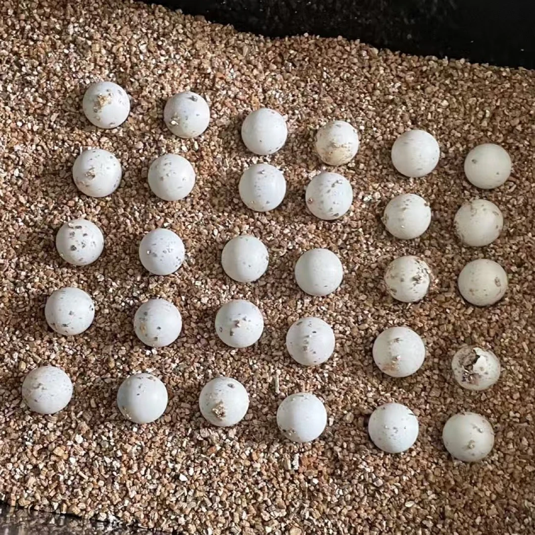 观赏龟蛋挑选一蛋一拍一截图(根据龟苗上半腹甲截图作为对版凭证）