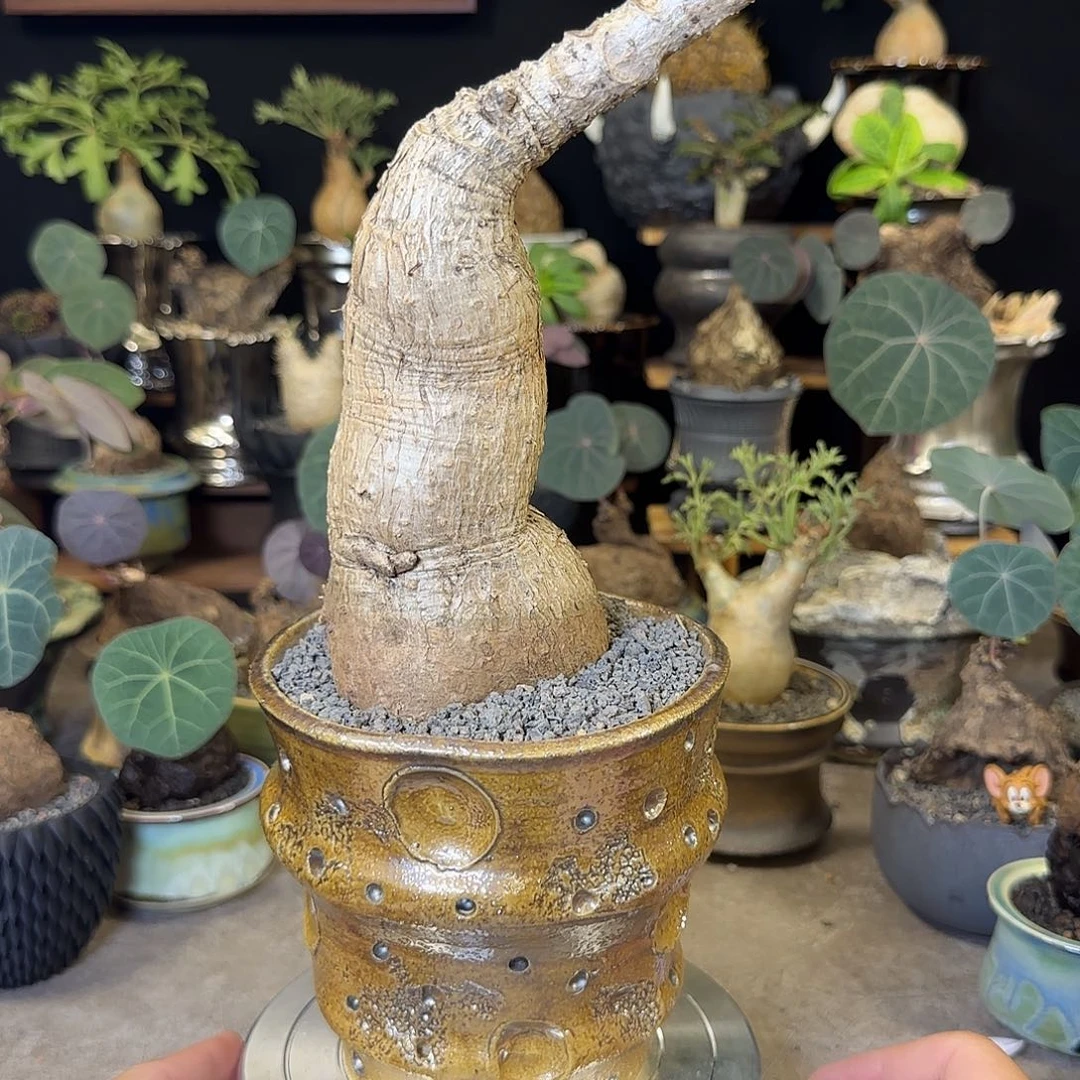 一物一拍奇异油柑27