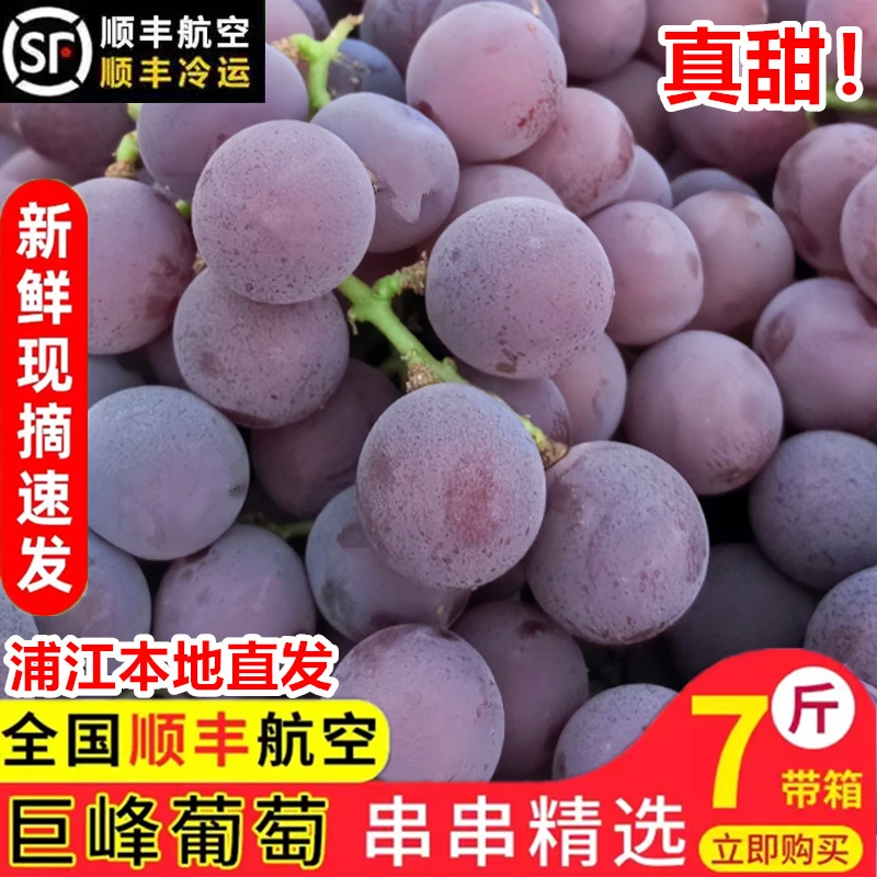 浦江巨峰葡萄正宗浦江巨峰葡萄新鲜当季孕妇水果整串包甜冷链