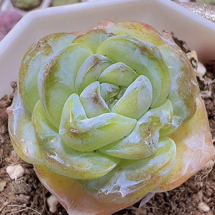 方糖19包邮多肉植物