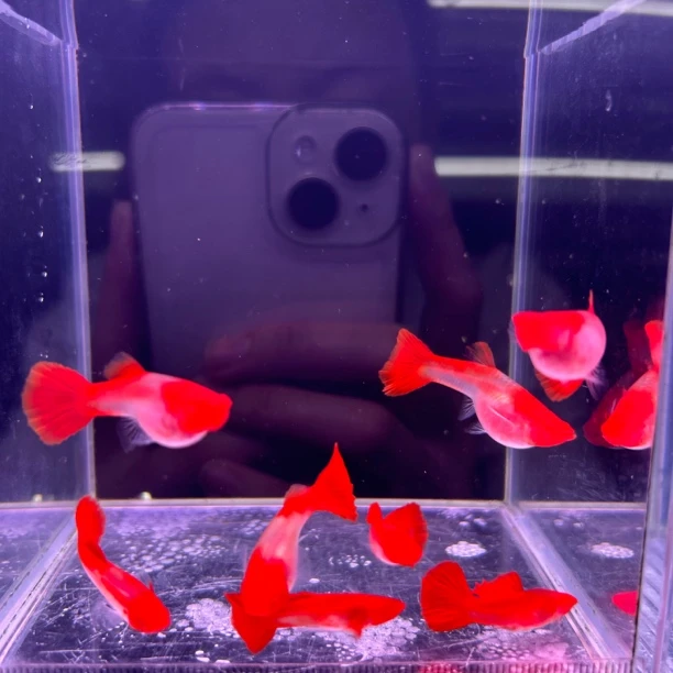 红头玻璃体2对（进缸不包损）