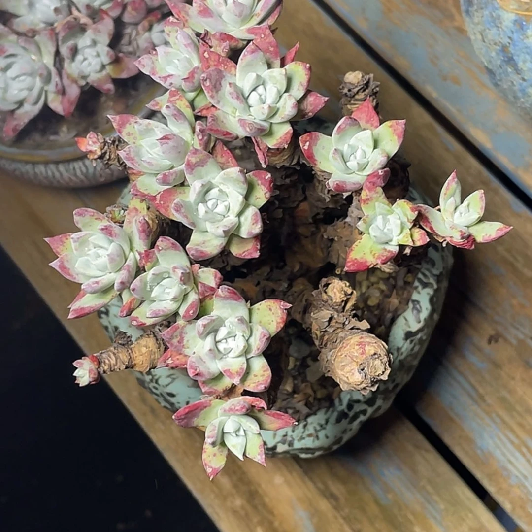 【闪购商品】****6刘丹瑕疵特价不售后