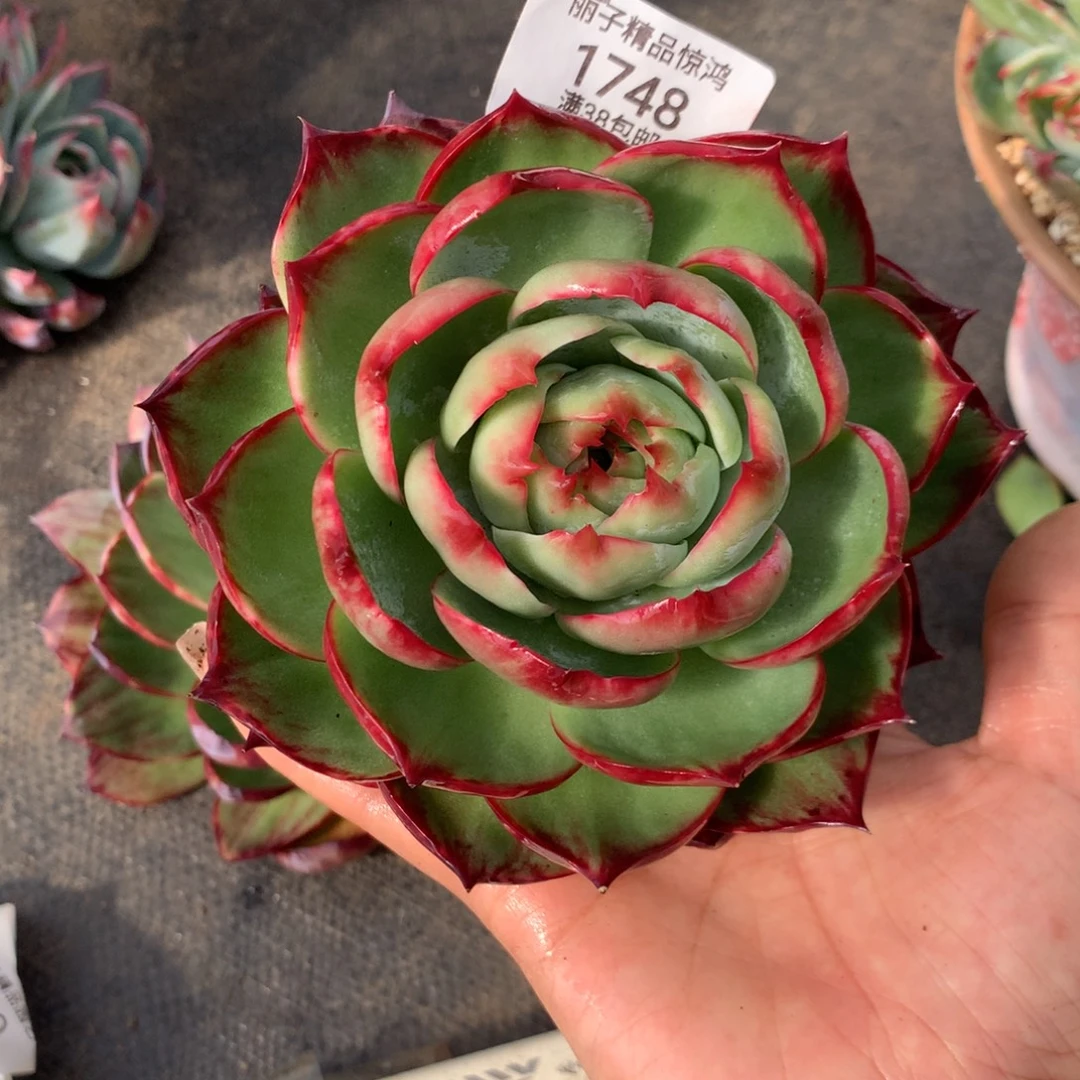 旺***女1748号多肉植物惊鸿，12