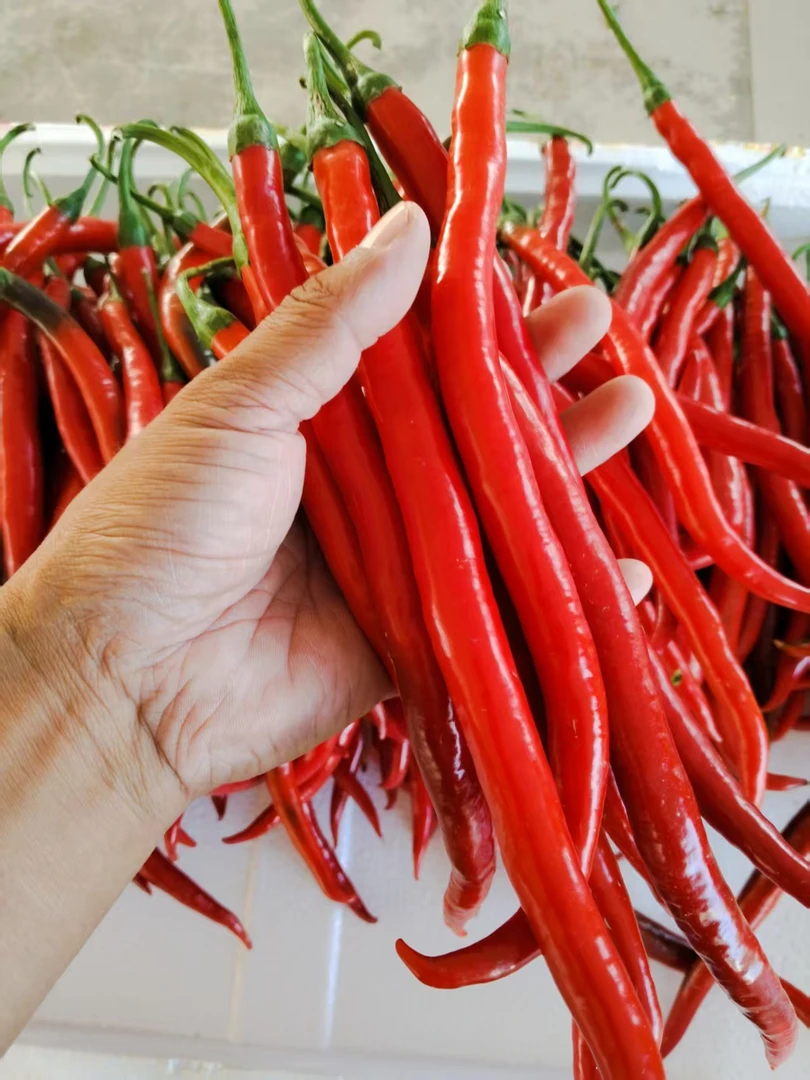 （红辣椒）湘西露天7号线椒（剁椒，泡椒专用辣椒）