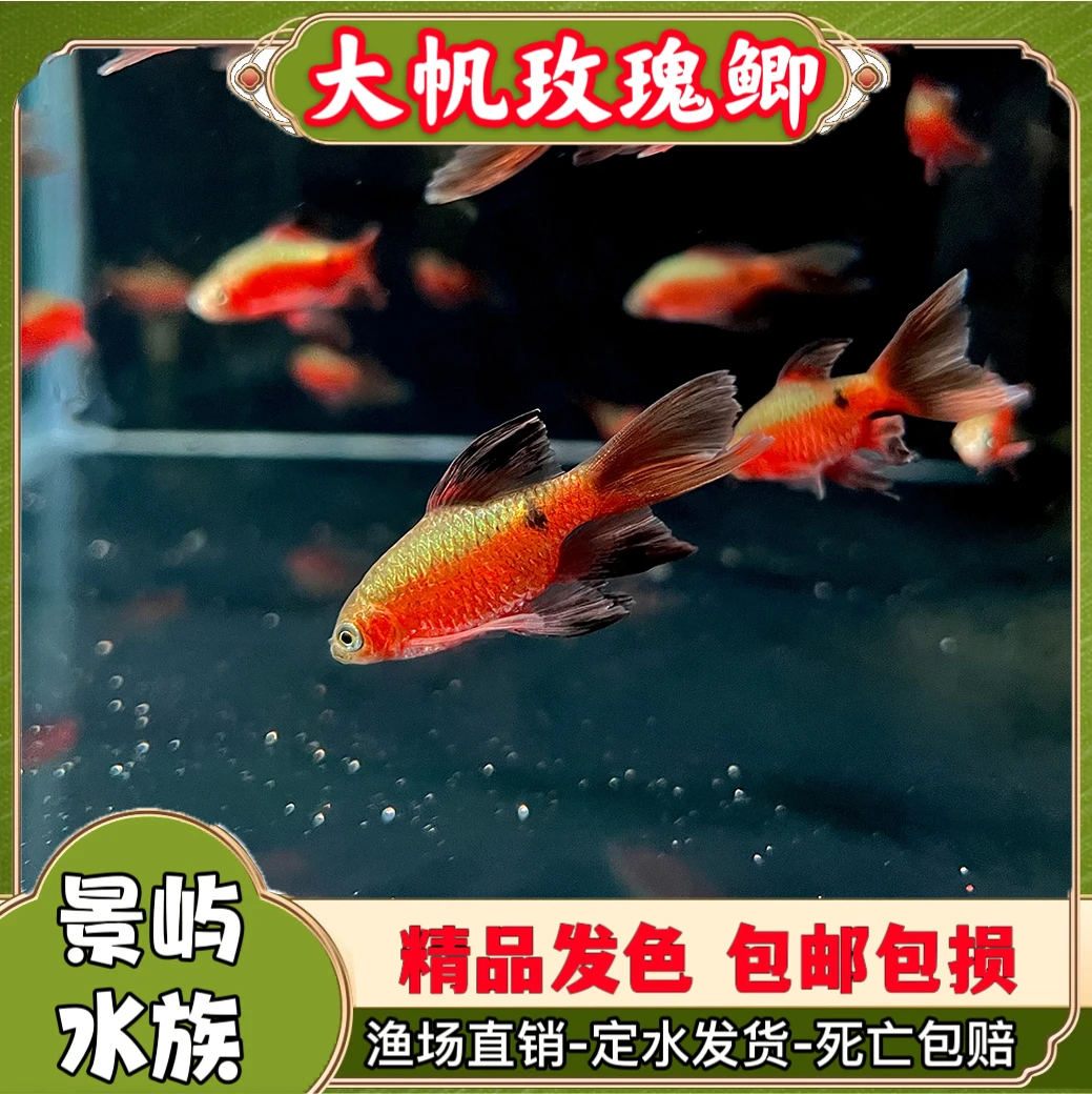 大帆玫瑰鲫鱼钻石鲫冷水溪流原生鱼小型观赏鱼耐低温鱼好饲养
