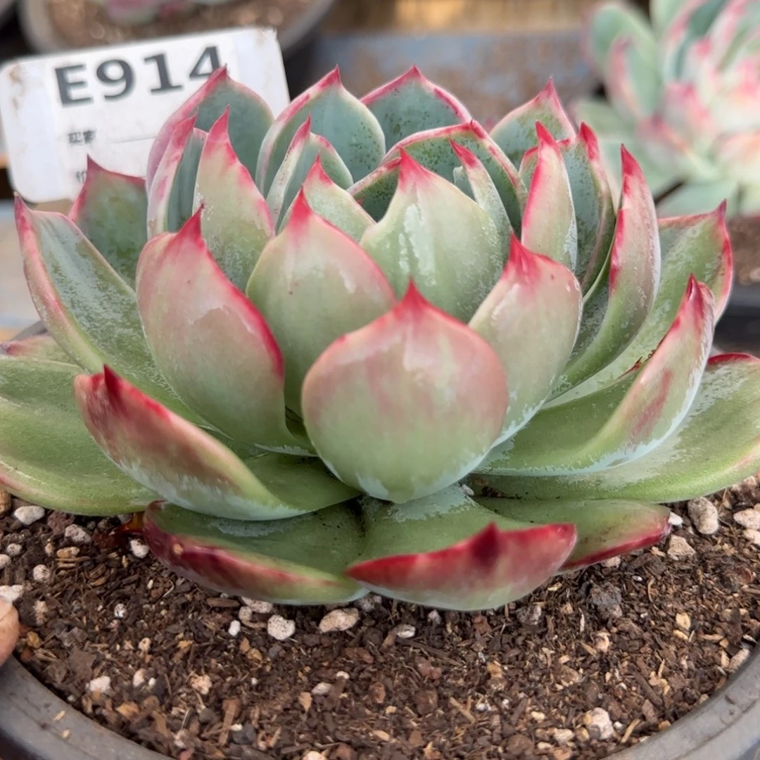 惊鸿一物一拍包装收缩花旱914