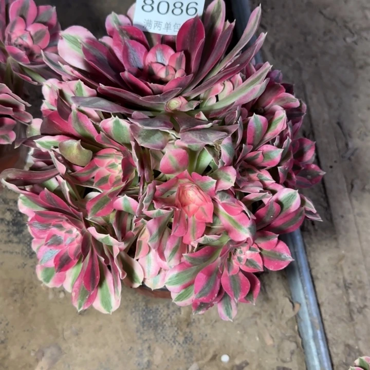 8086女巫多肉植物
