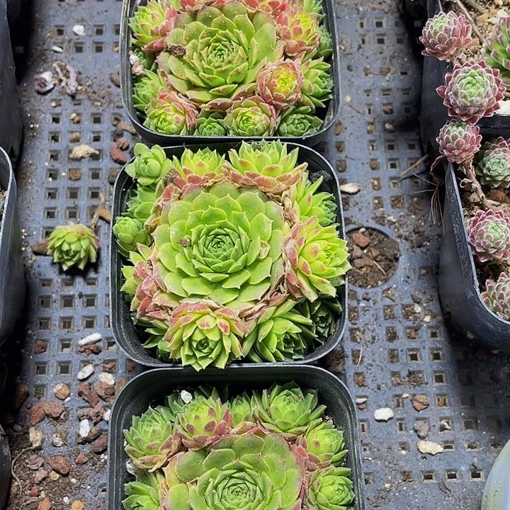 爱德华球带盆土发