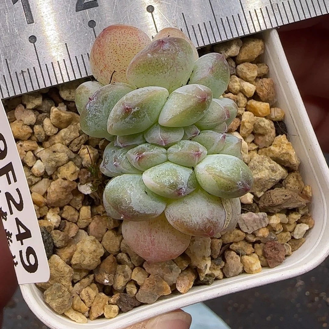 249糖心缀化脱土发【尺寸很小介意勿拍】