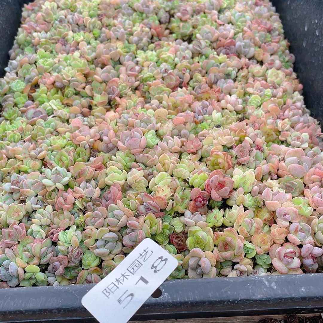 等***候多肉植物多肉植物518