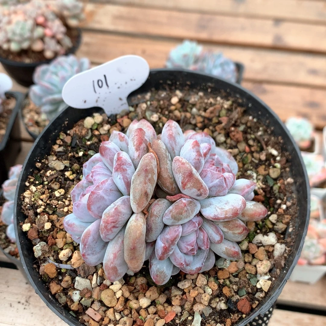9厘米三头星影石化 101