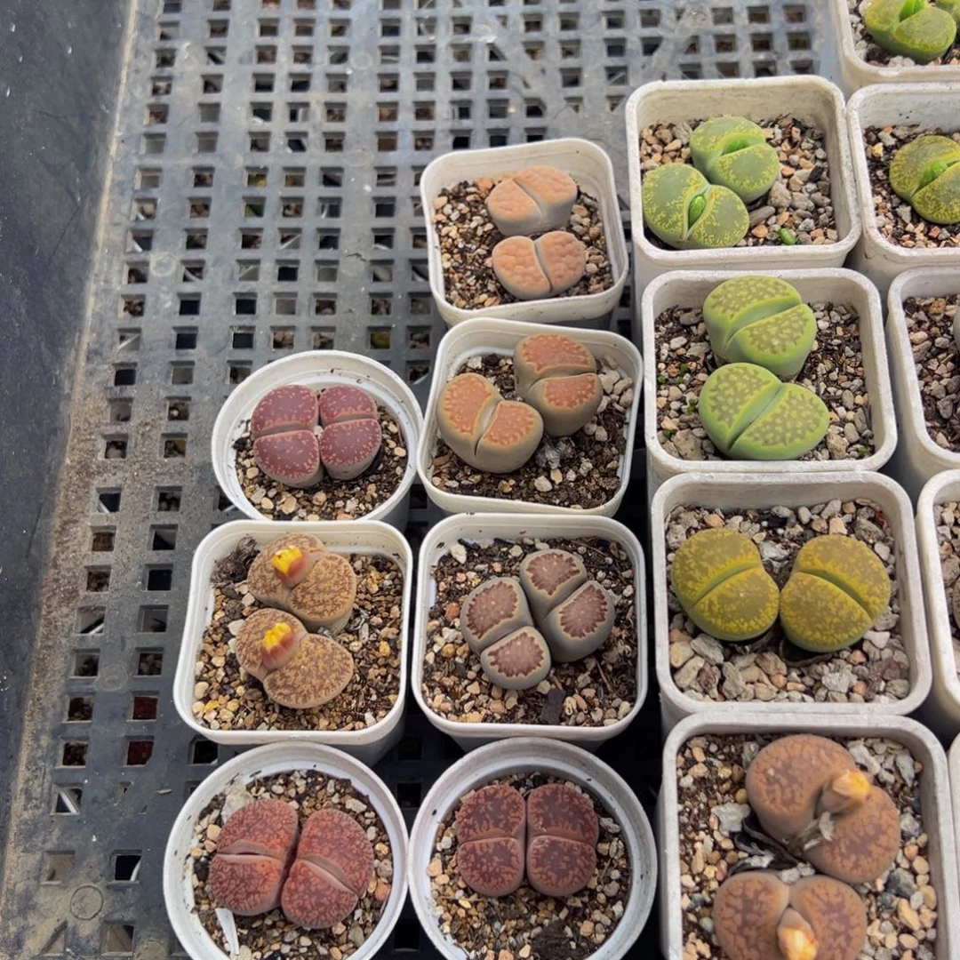 三***牛552多肉植物种类多样