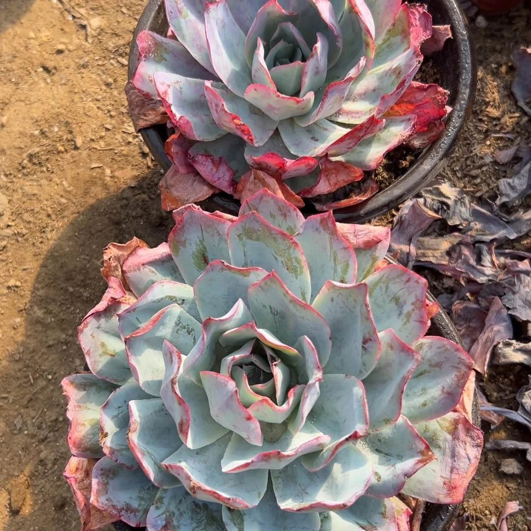 晨**美多肉植物蓝光大单头