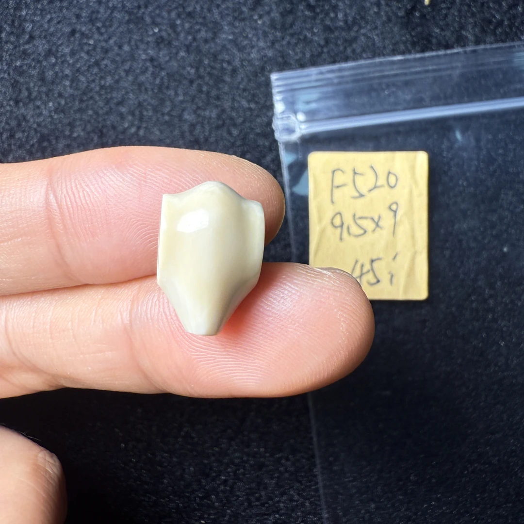 F520猛犸象牙鲨鱼背三通尺寸9.5*9mm果冻料