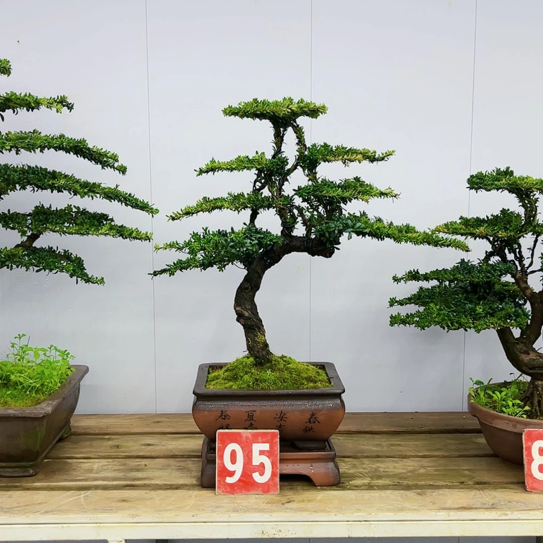 【闪购商品】罗汉松盆景艺术展