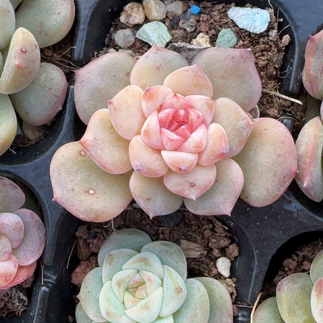 小卡拉米糖心一物一拍