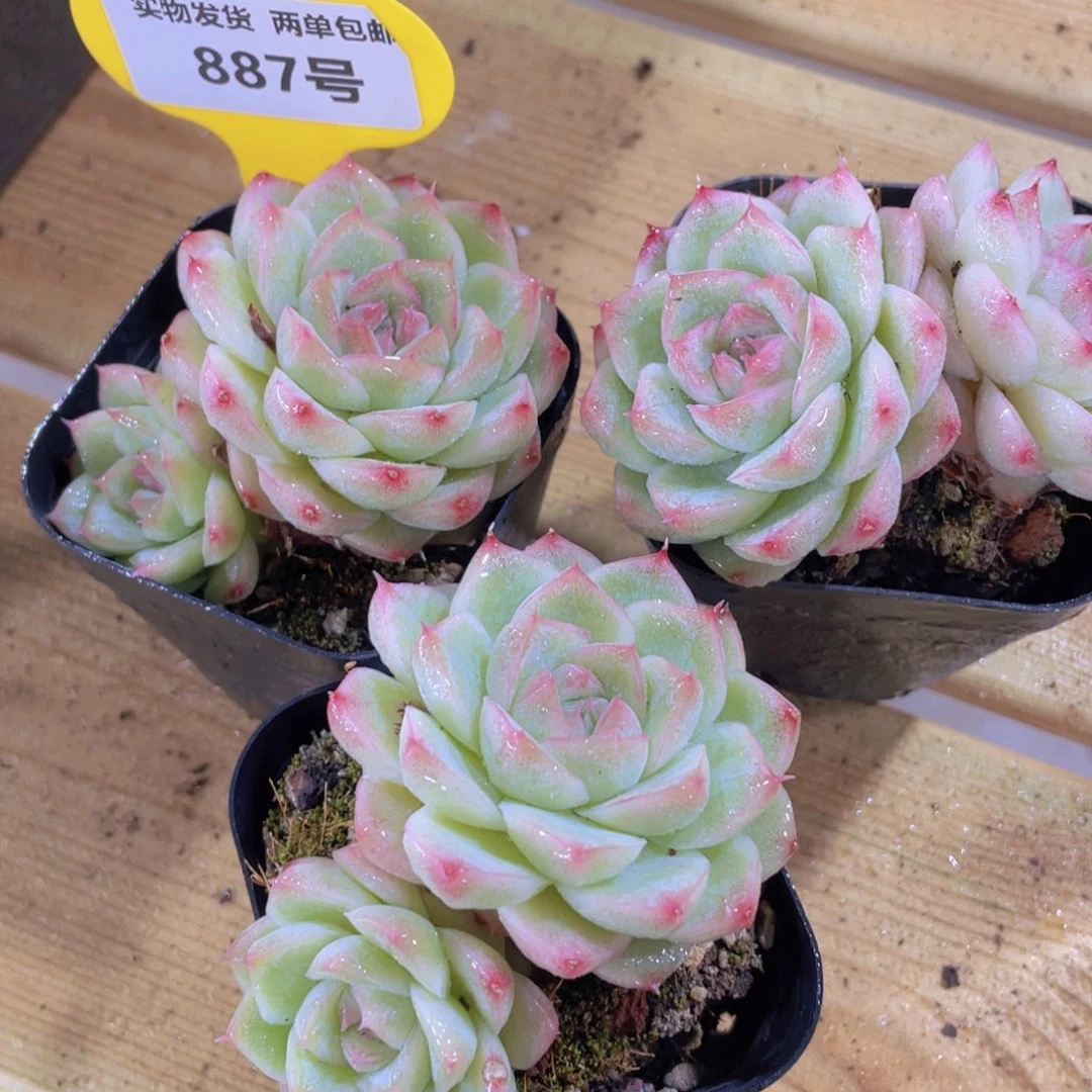 887号 糖心睫毛钻石粉麦秆一个