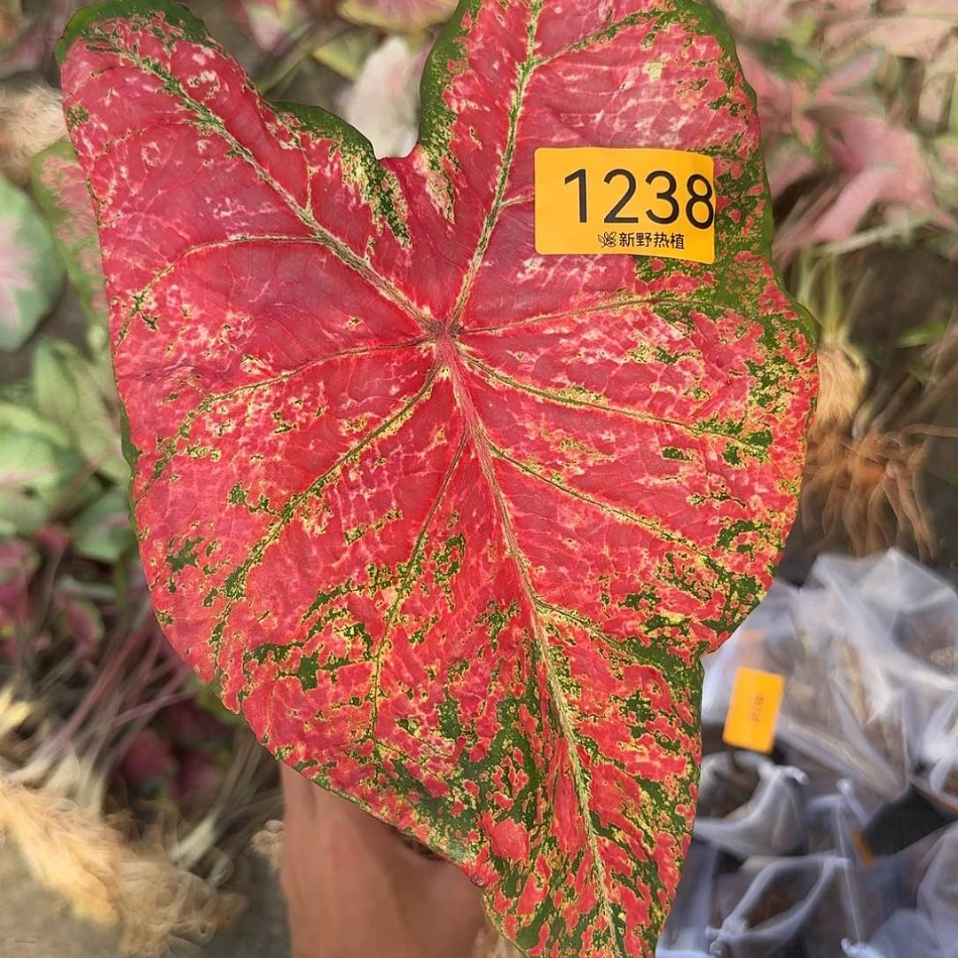 三***一完全开放1238芭蕾舞鞋裸球不售后