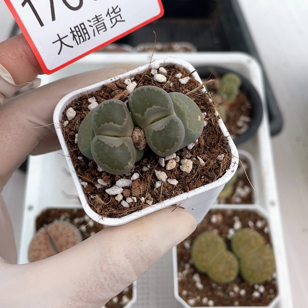 1705大棚清仓甩卖了
