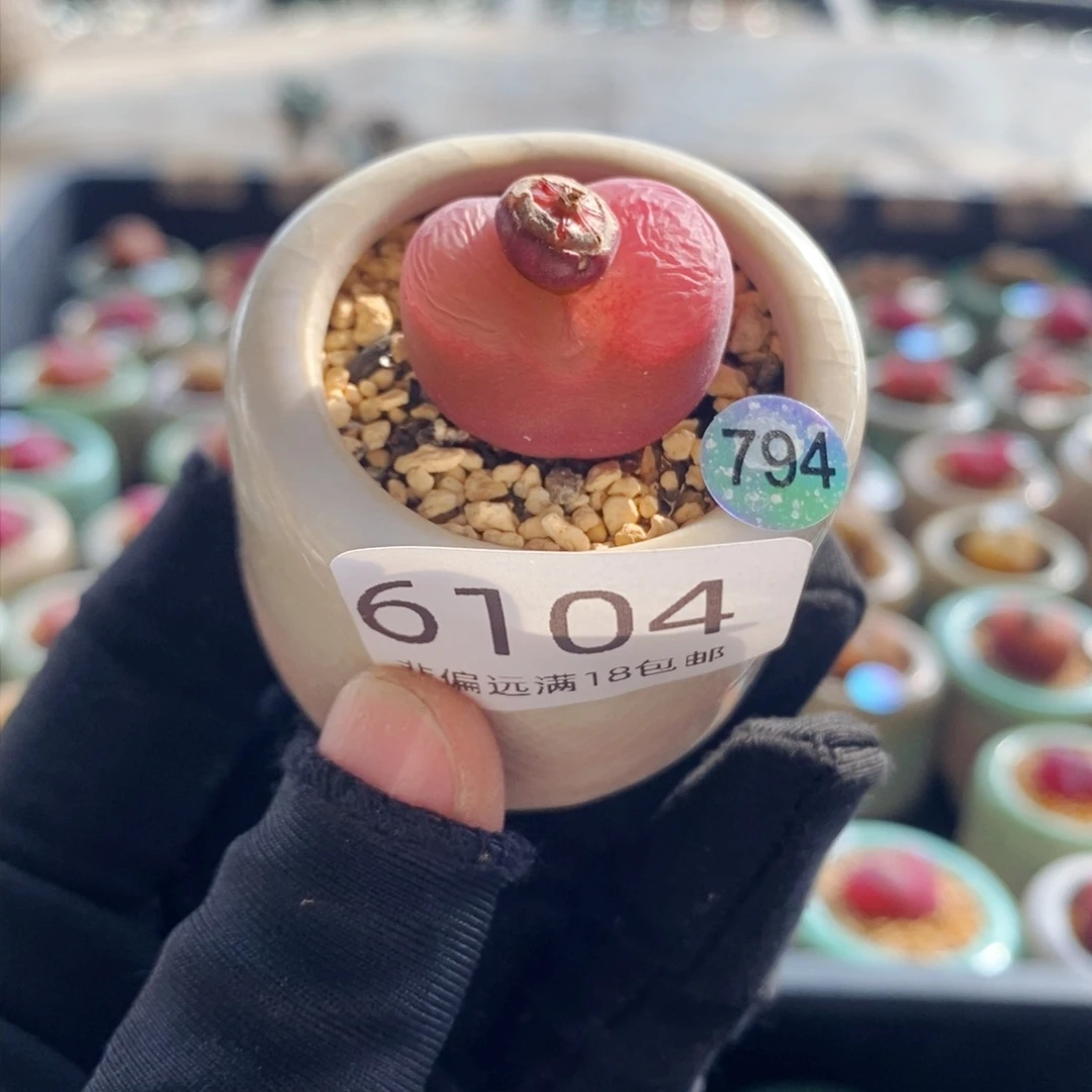 6104--一物一拍 带盆