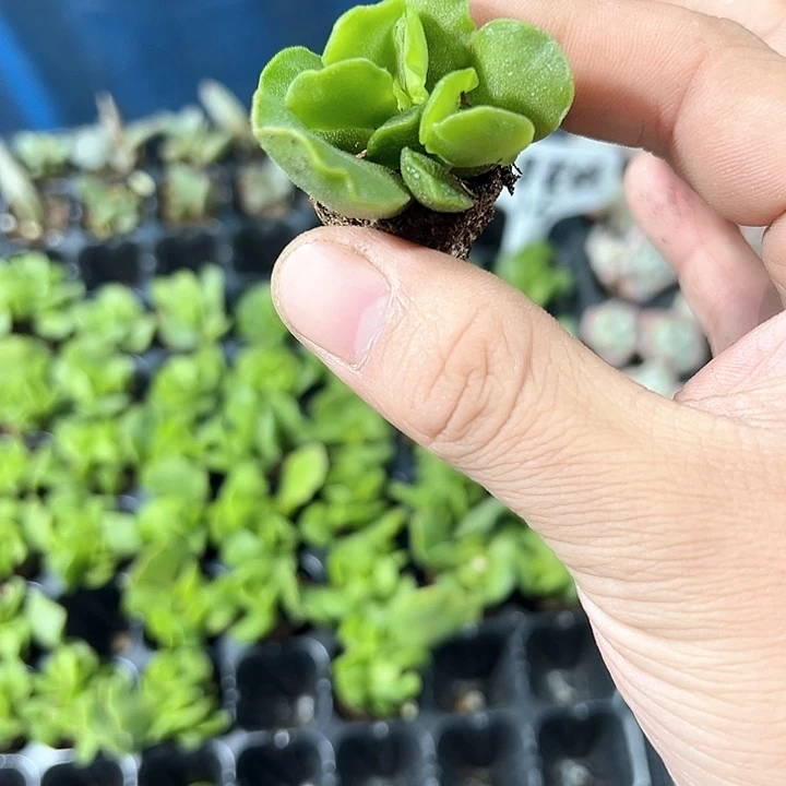 翡翠冰玉 满10颗包邮