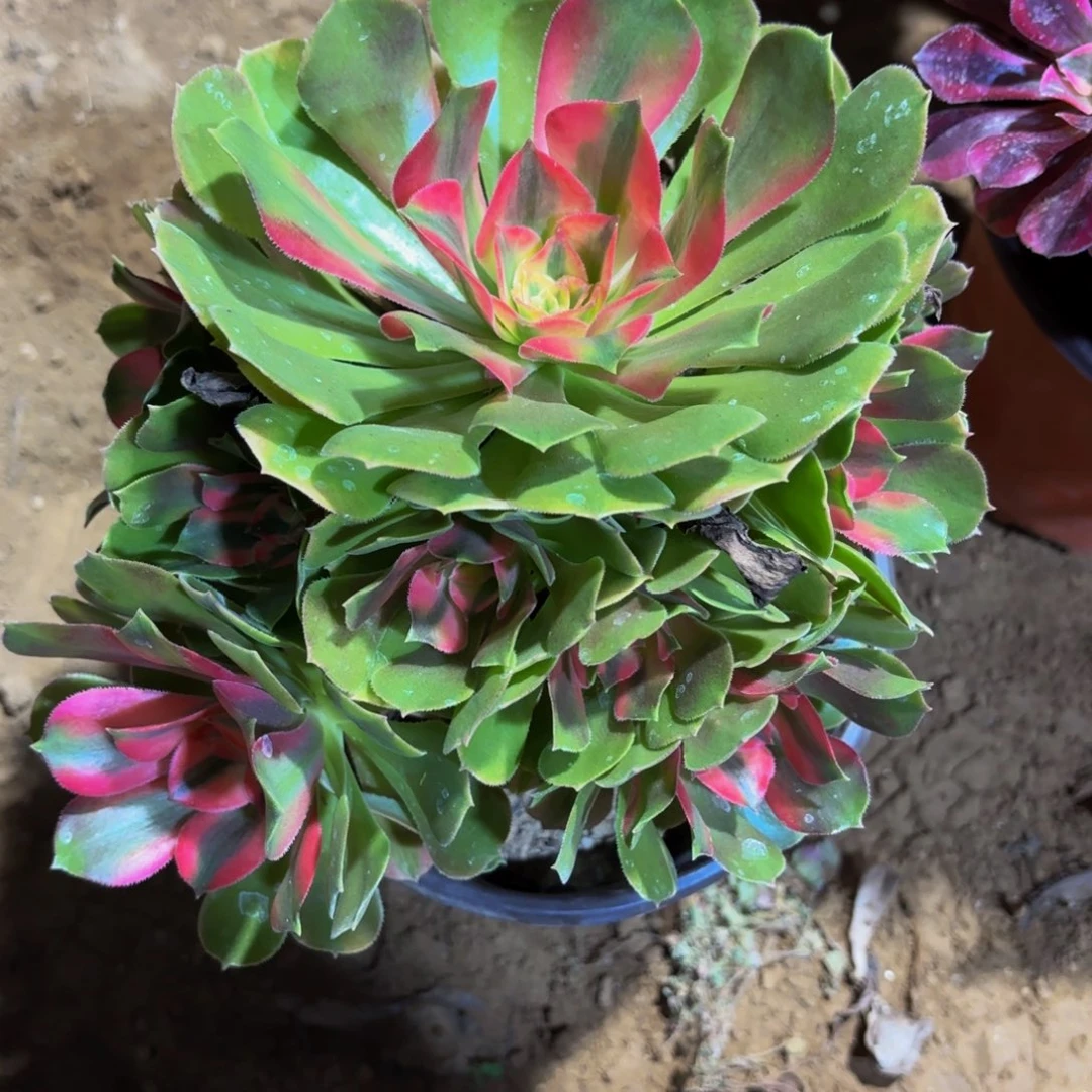 香妃9.9木质老桩法师