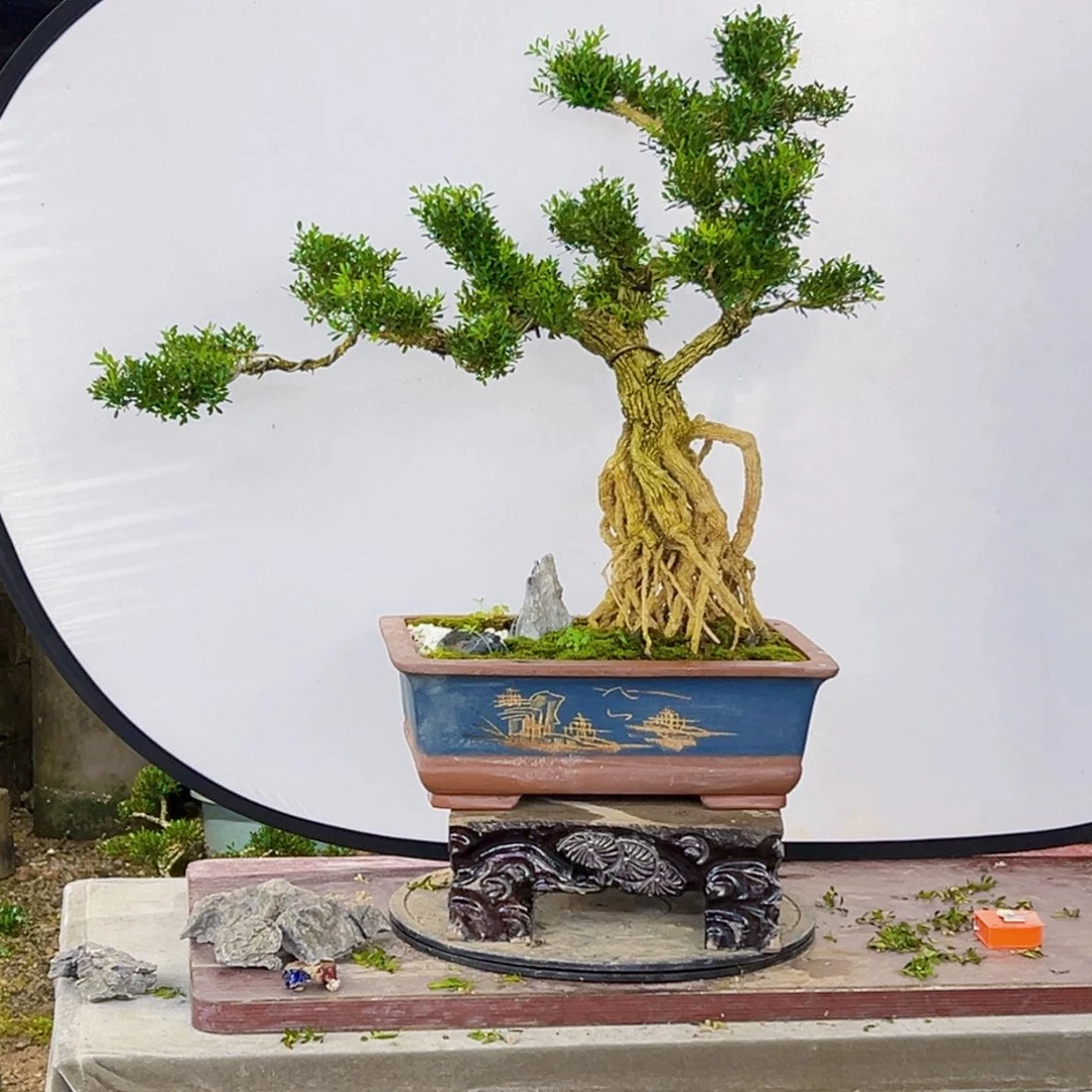 无花朵高端黄杨盆景艺术