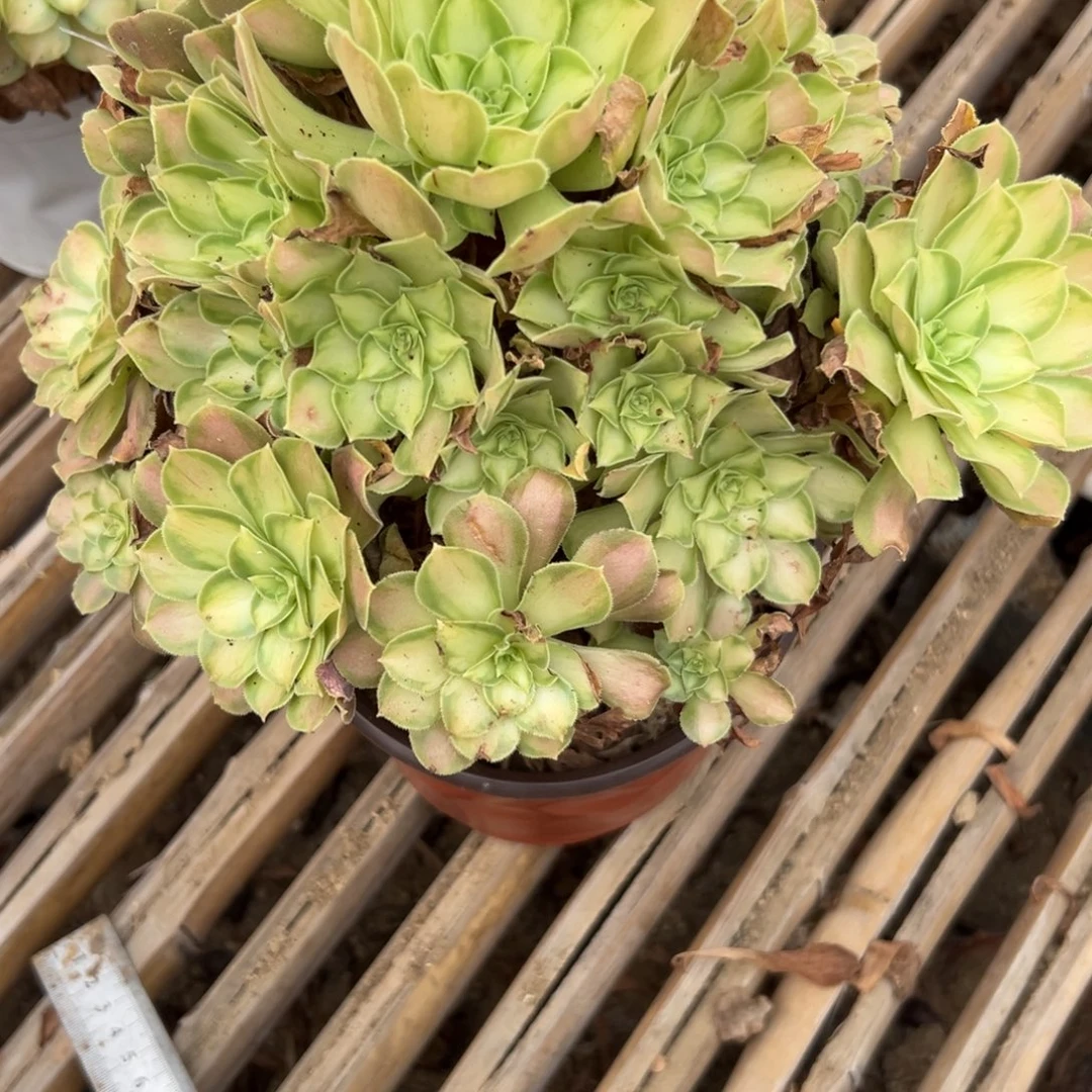 457多肉  韶华 不包断头