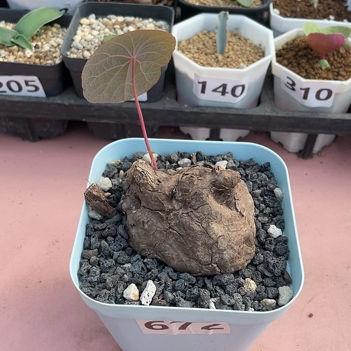 672泰国一叶龟块根