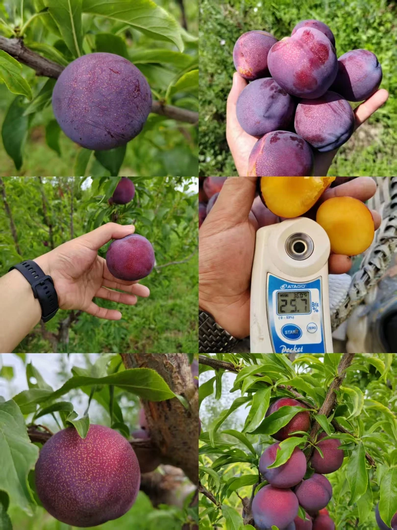 新疆伊犁61团国美李果农直发（试吃装）