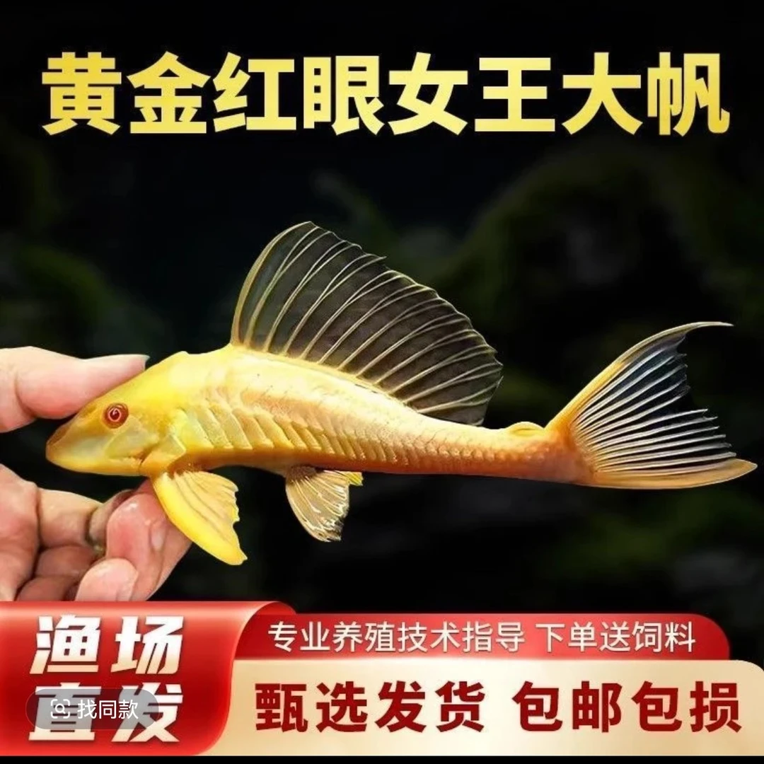 红眼女王大帆鱼清道夫观赏鱼清理鱼缸除藻粪便