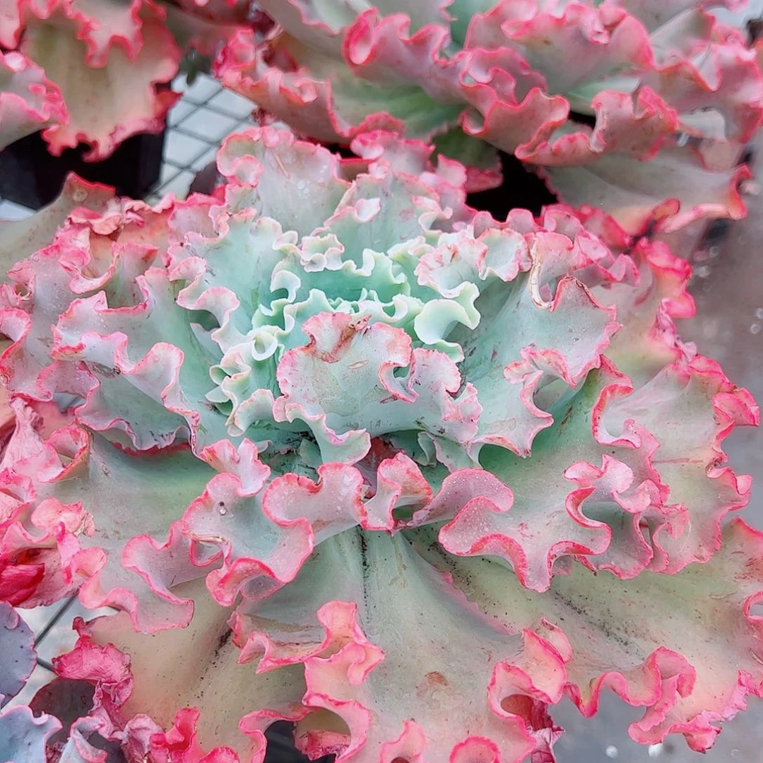 高莎之翁特大大包菜