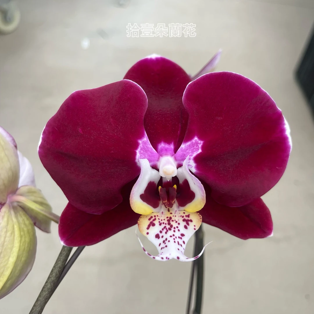 蝴蝶兰【幻影】3寸开花株