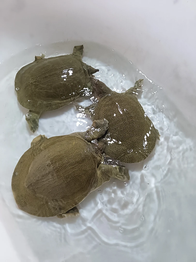 五年以上的外塘黄油公甲鱼。三只