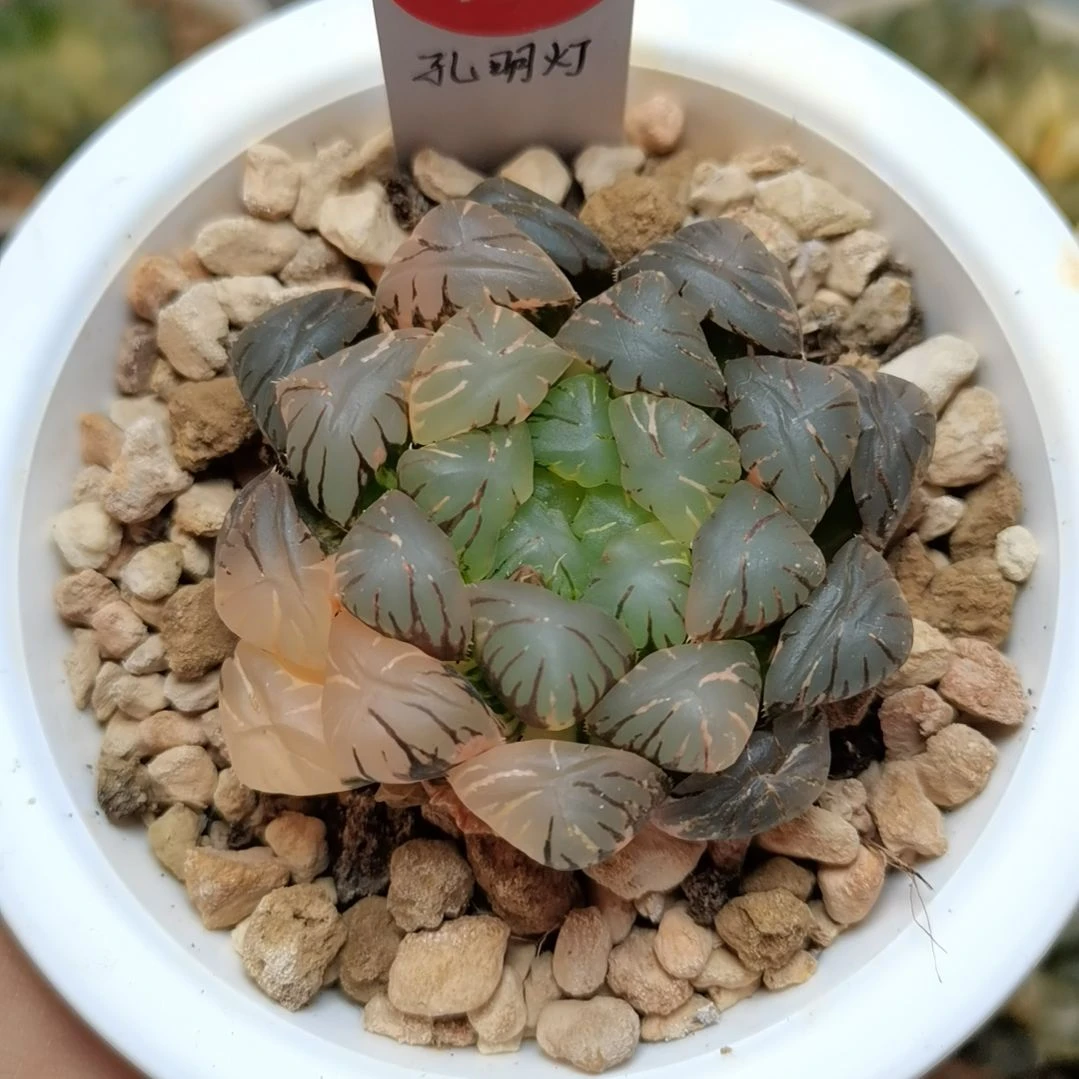 462号孔明灯玉露锦一物一拍带盆土发货