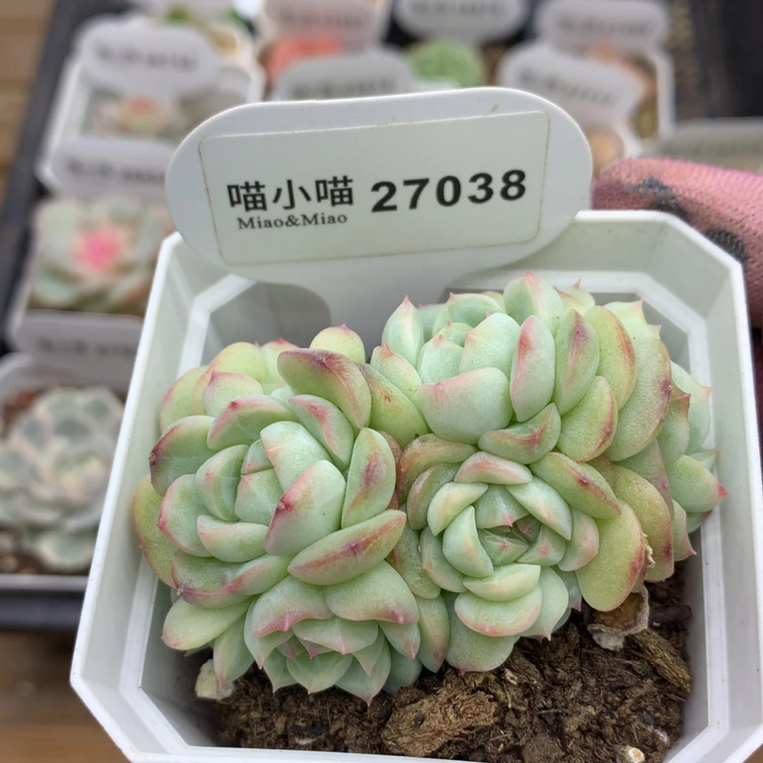 多肉植物糖心珍妮