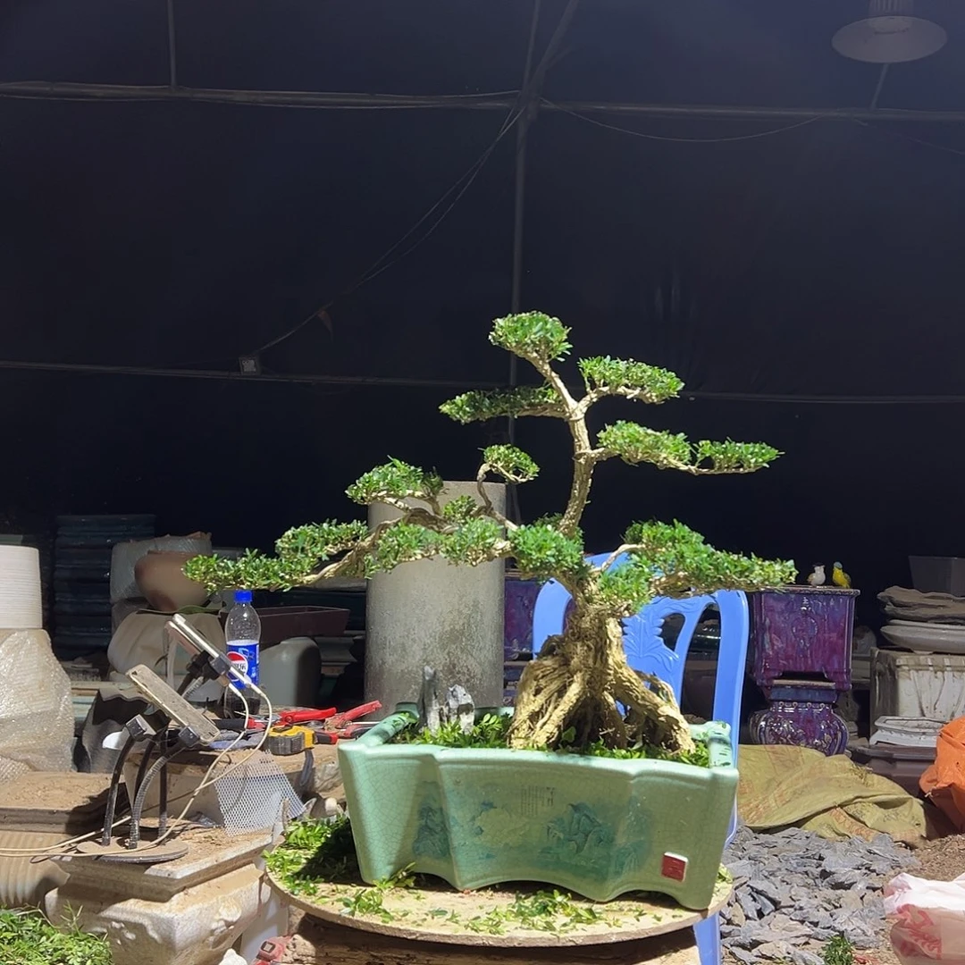 无花朵广东雀舌黄杨盆景