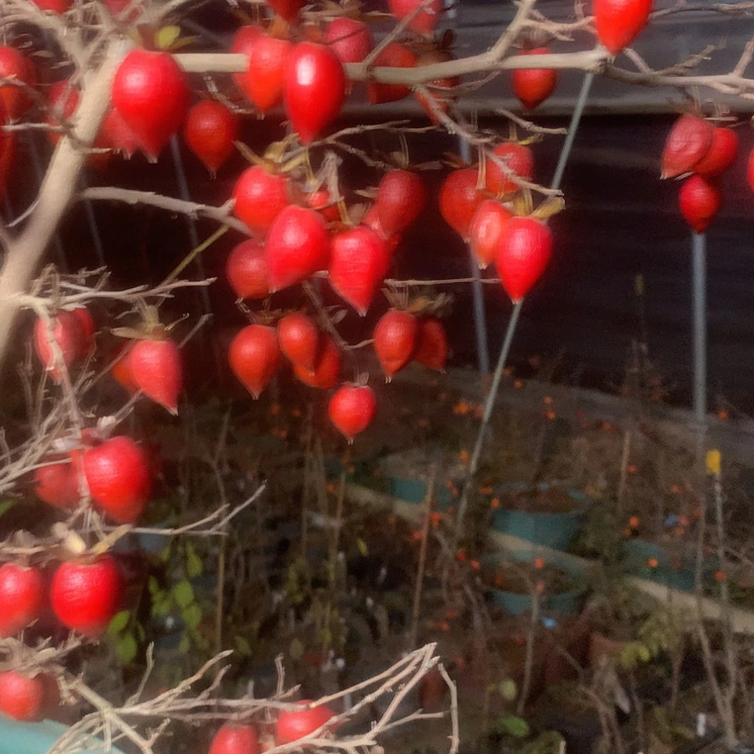 无花朵老鸦的眼睛