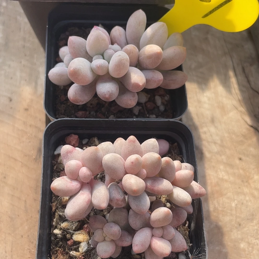 两盆桃花奶多肉植物627