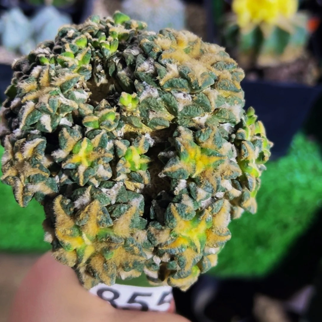 无花朵象足黑牡丹群855