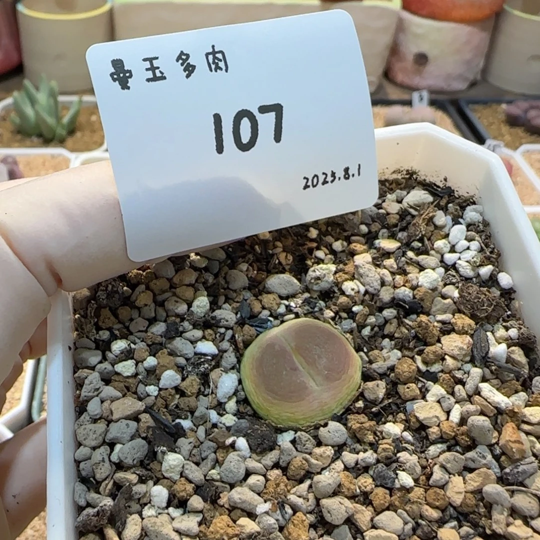 M***.多肉多肉多肉8.1-107