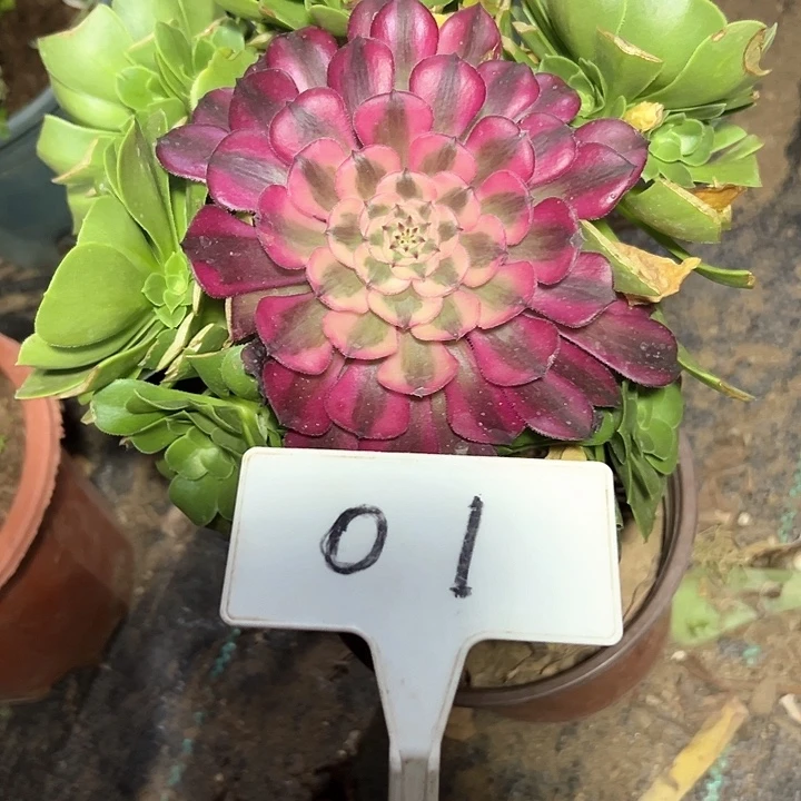 多肉植物绿羊绒法师