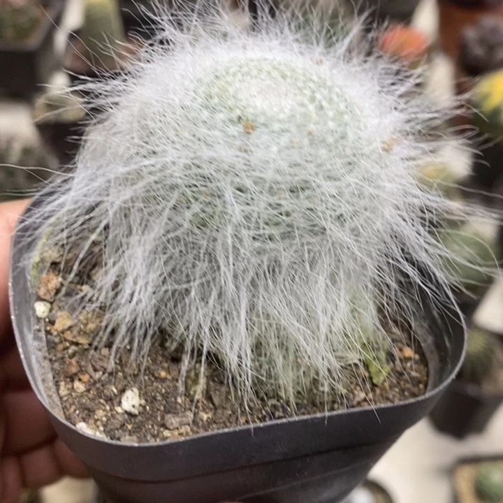 雪原玉翁特价福利